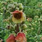 Scrophularia sambucifolia Цветок