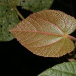 Christiana africana Hoja