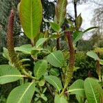 Salix magnifica Leaf