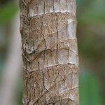 Cordyline mauritiana Bark