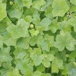 Hydrocotyle bowlesioides Hoja