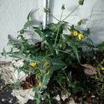 Sonchus oleraceus Лист