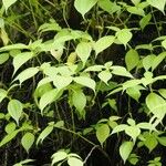 Pilea bracteosa Habit