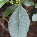 Voacanga africana Blad