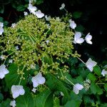 Hydrangea petiolaris 花