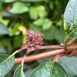 Lonicera involucrata Fruct