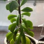 Peperomia dolabriformis Liść