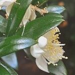 Myrtus communis Kvet