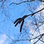 Betula pubescens Flower