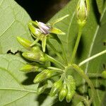 Solanum circinatum Flower