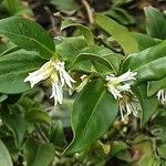 Sarcococca orientalis Květ