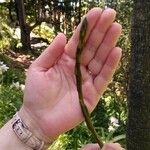 Asparagus asparagoides Leaf