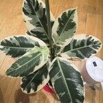 Ficus elastica Folha