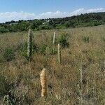 Phalaris aquatica Fula