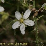 Arenaria hispida Λουλούδι