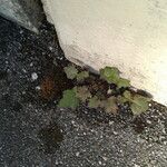 Mycelis muralis Feuille