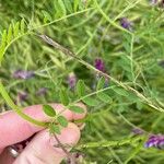 Vicia villosaYaprak