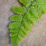 Dryopteris cristata List