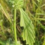 Leucas urticifolia Leaf