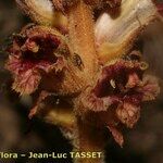 Orobanche gracilis Flor