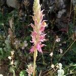 Anacamptis sancta Flor