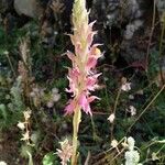 Anacamptis sancta Flors