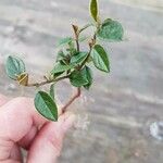 Cotoneaster simonsii Leaf