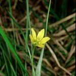 Gagea spathacea Anders