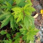 Girardinia diversifolia Leaf