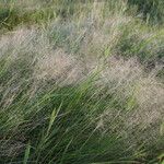 Sporobolus subtilis Habit