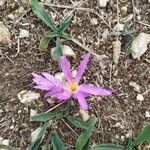 Colchicum montanum Flower