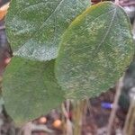 Malus × floribunda برگ