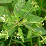 Stevia ovata Plante entière