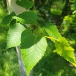 Betula ermanii 葉