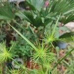 Cyperus haspan फूल