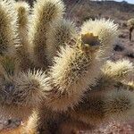 Cylindropuntia bigelovii List