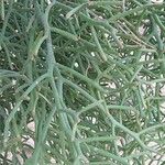 Euphorbia arahaka Leaf