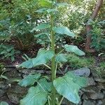 Cardiocrinum giganteum 葉