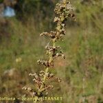 Chenopodium botrys Flower