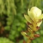 Nephrolepis biserrata Folha