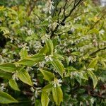 Sarcococca orientalis Vivejo