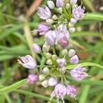 Allium palentinum