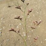 Limonium auriculiursifolium Други