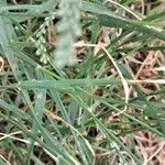 Eragrostis barrelieri Blatt