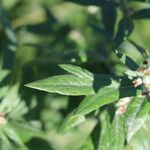 Artemisia argyi Hoja