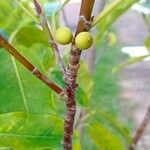 Ficus citrifolia Vrucht