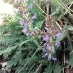 Salvia verbenaca Kwiat