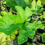 Cucurbita pepo Hoja