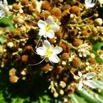 Cossinia pinnata Flower