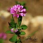 Trifolium resupinatumFlower